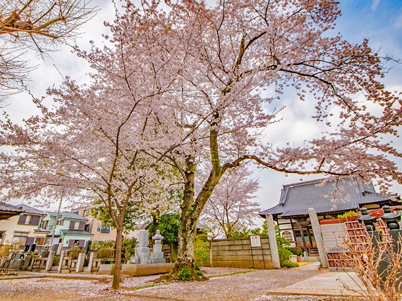 放光寺 永代供養墓・樹木葬