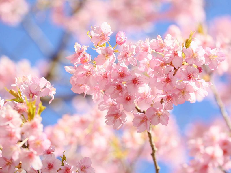 高崎霊園 大乗寺