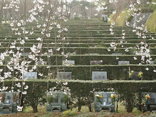 さいたま市営霊園 思い出の里　芝生墓地風景