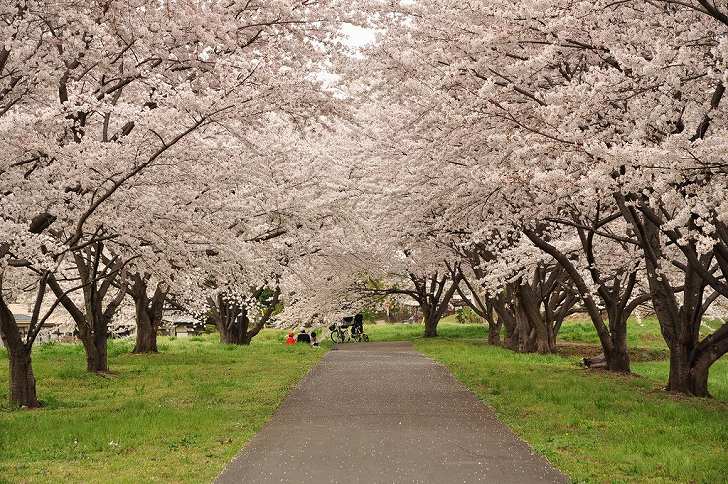 さいたま市営霊園 思い出の里　満開の桜と遊歩道