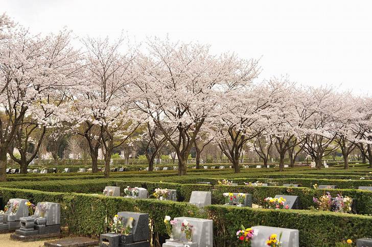 さいたま市営霊園 思い出の里　ピンクと緑のコントラストが美しい園内
