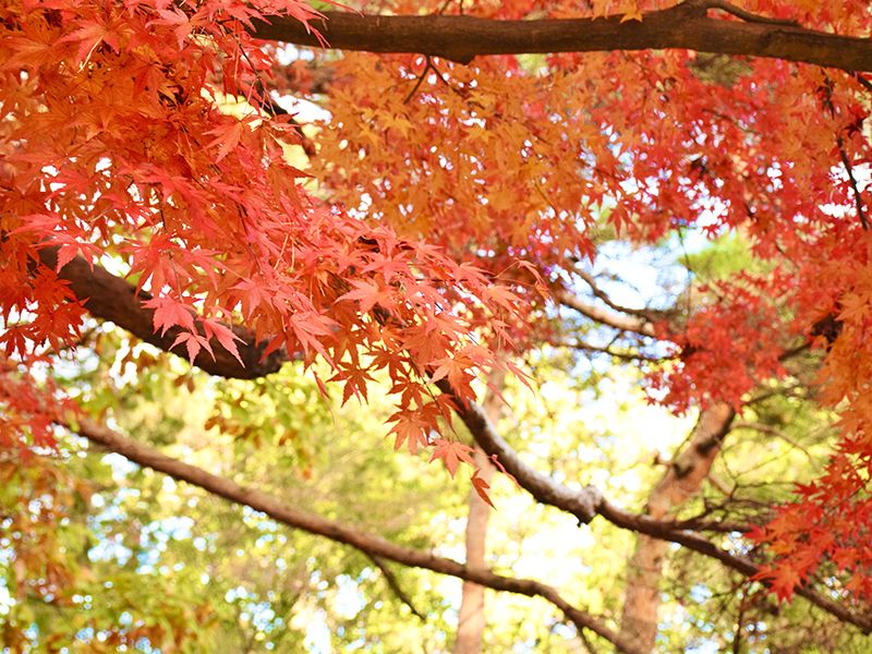 世田谷霊園 大吉寺