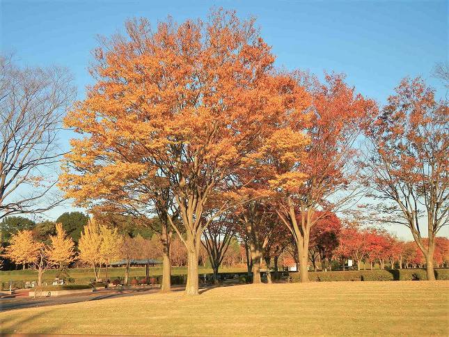 さいたま市営霊園 思い出の里　明るい園内