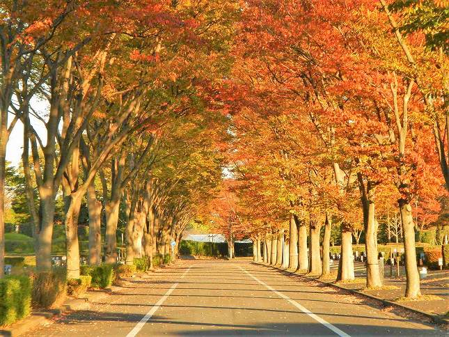 さいたま市営霊園 思い出の里　秋には紅葉が楽しみな園内