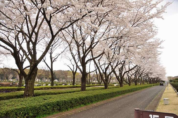 さいたま市営霊園 思い出の里　美しい桜並木