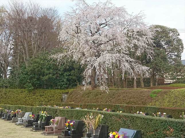 さいたま市営霊園 思い出の里　芝生墓地の様子