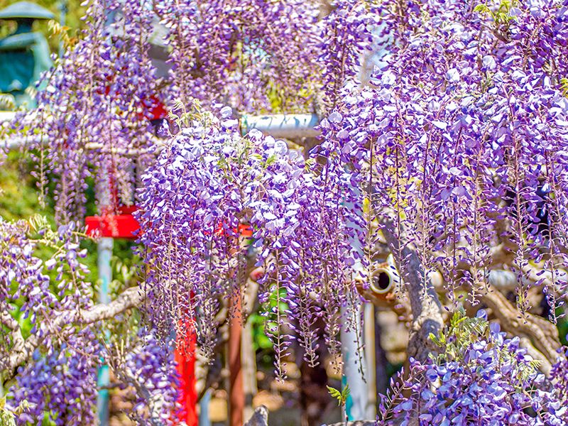 藤棚の花