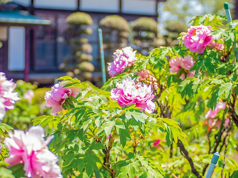 境内の花