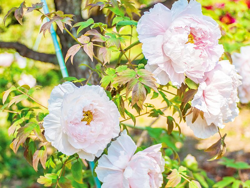 白い花の近景