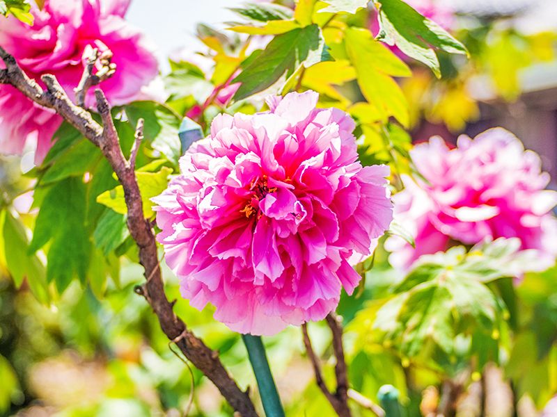 桃色の花の近景