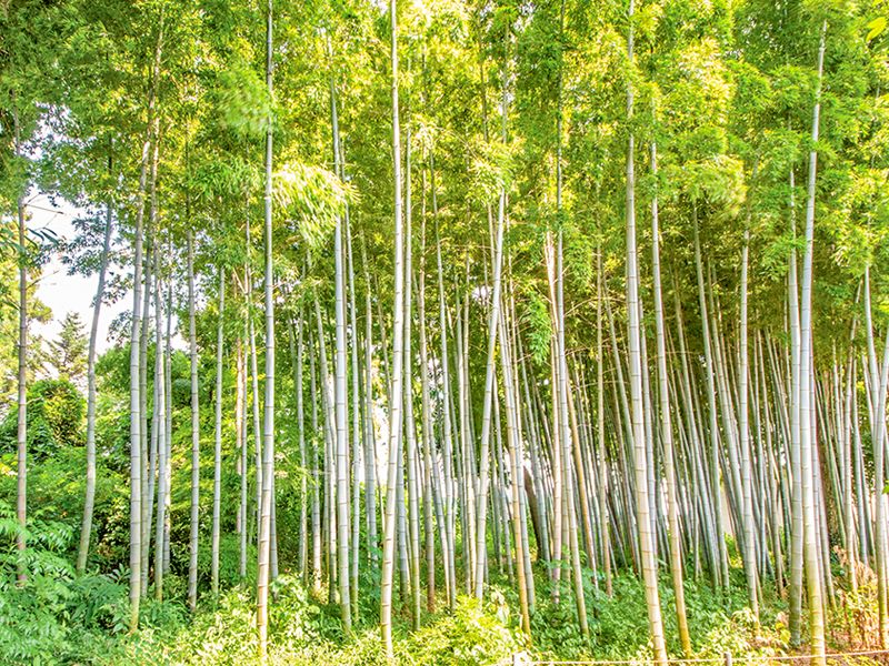 竹林