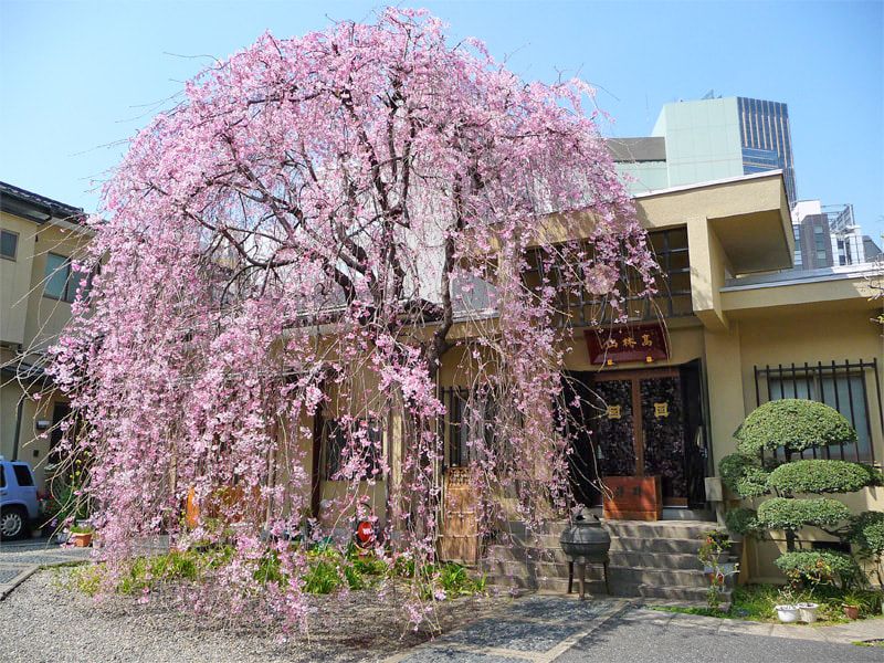 法典寺