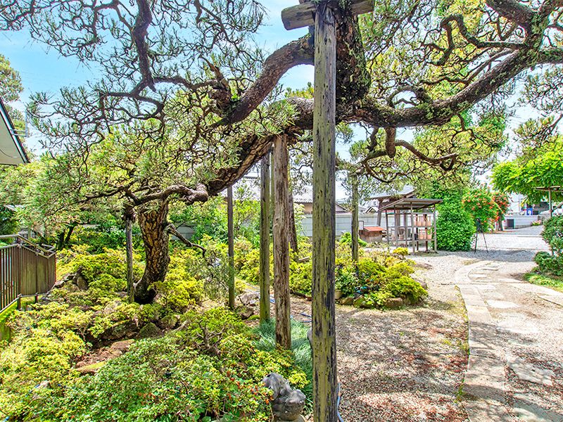 庭木と苑内通路