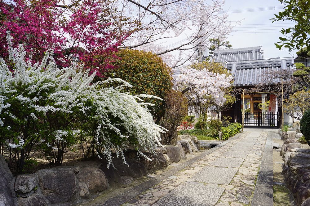 銀山寺墓地　参道沿いに咲き誇る花々