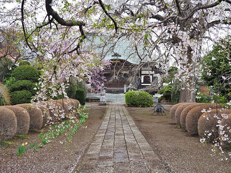 圓藏院 桜華苑
