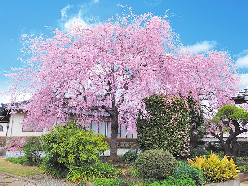 建正寺