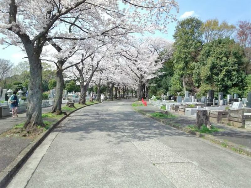 春には桜も綺麗に咲きます