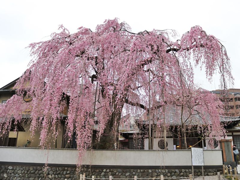 高楽寺