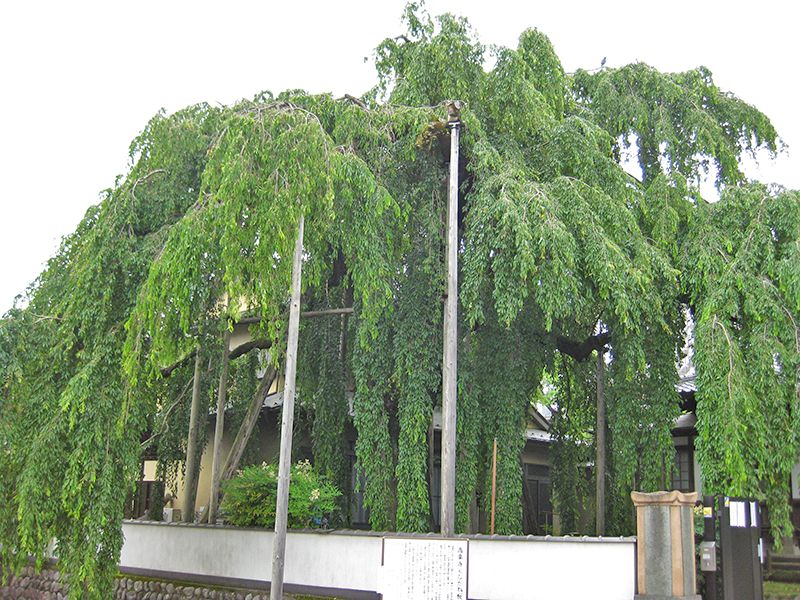 高楽寺