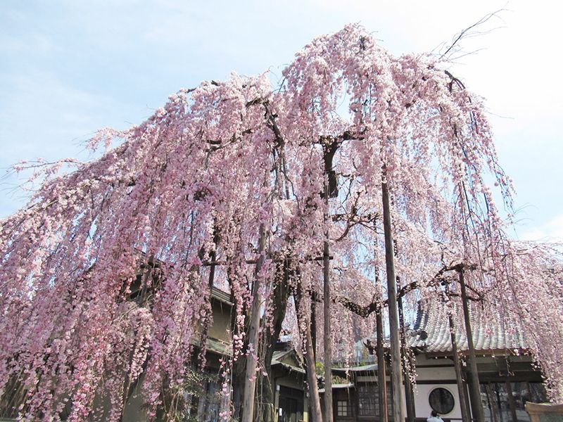 高楽寺