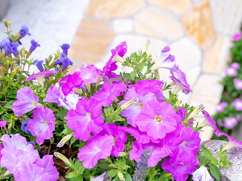 森林公園昭和浄苑