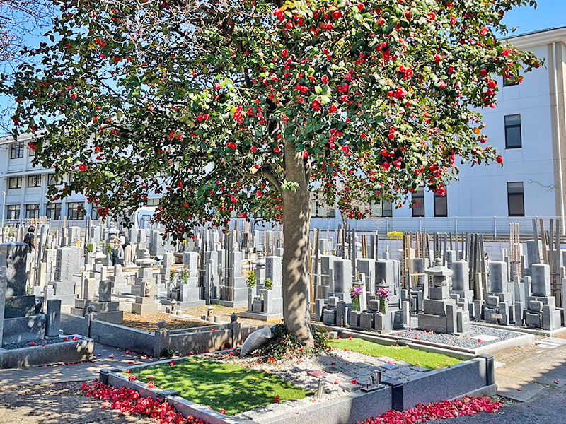 京都メモリアルパーク 樹木葬「椿」永代供養墓