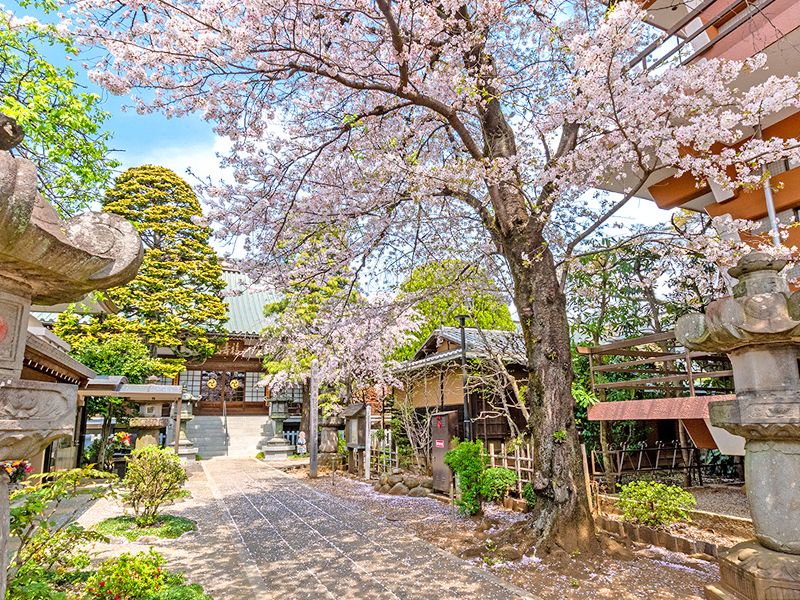 桜の咲く境内庭園