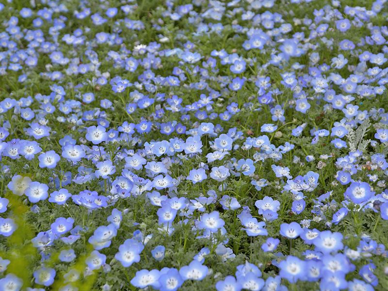 ネモフィラのお花がきれいに咲いております