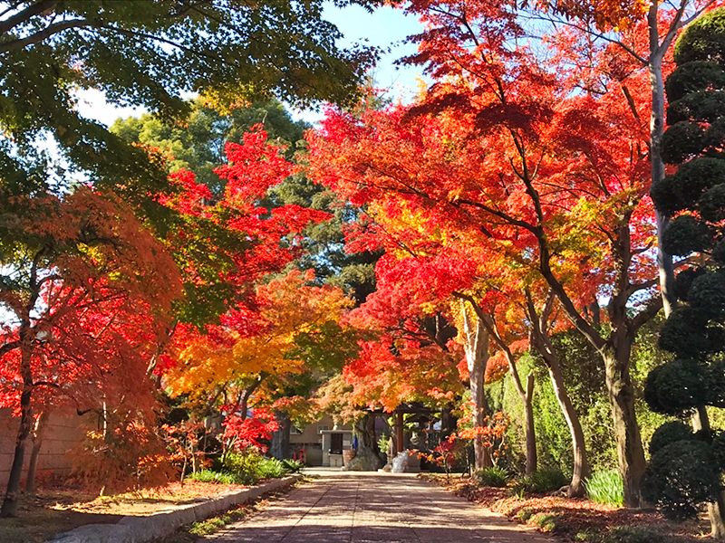 勝林寺