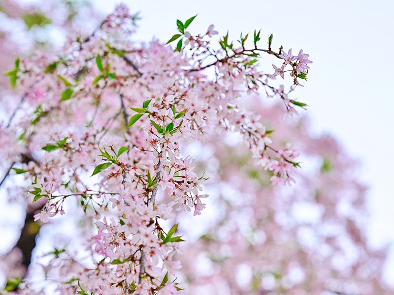 浅草桃林寺 樹木葬『禅-ZEN』