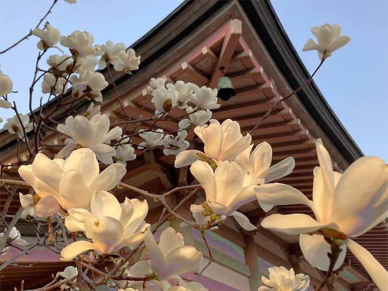 境内の花