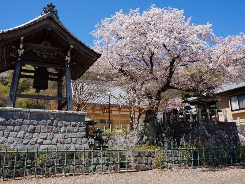 春の桜