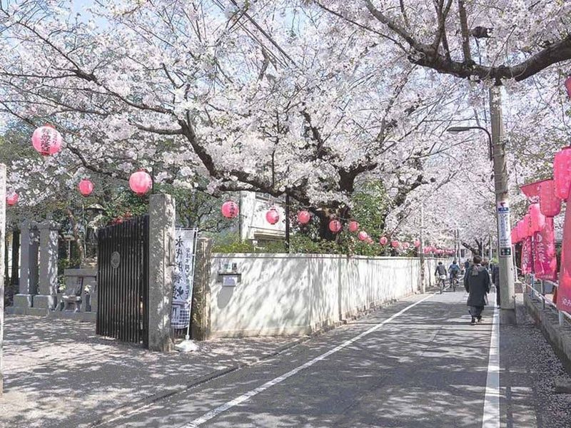 サクラテラスそめい 樹木葬