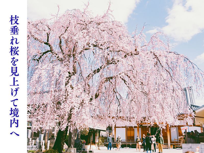 谷中樹陵 久遠・長明寺樹木葬