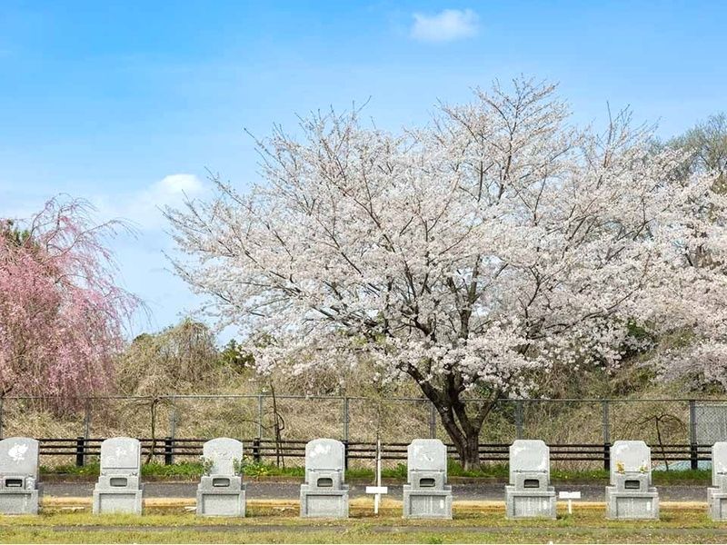 桜のもとで眠る樹木葬