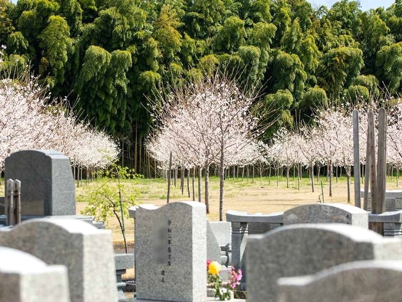 桜に包まれた樹木葬