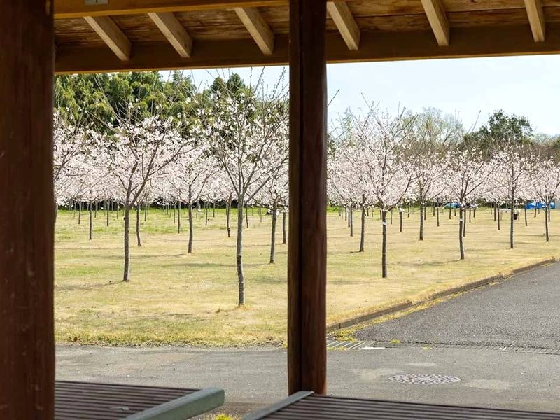 東屋から望むことができる桜の木々