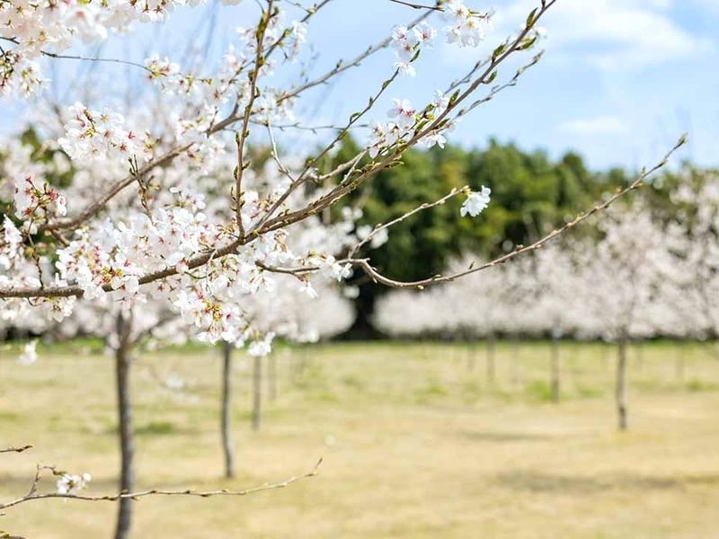 満開に咲き誇る園内の桜