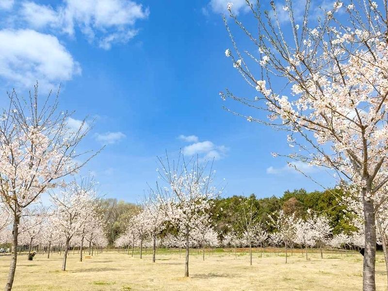 満開に咲き誇る園内の桜