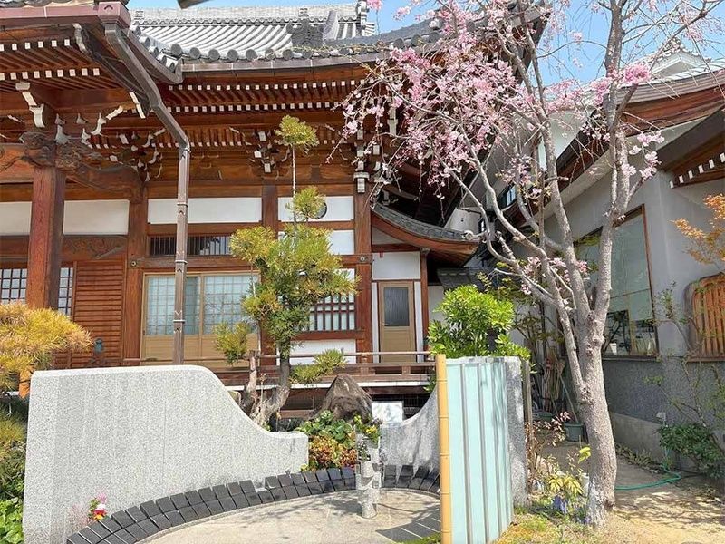 本堂前プレミア樹木葬　八重紅枝垂と呼ばれるしだれ桜をシンボルに、境内でも特別の一等地にございます。