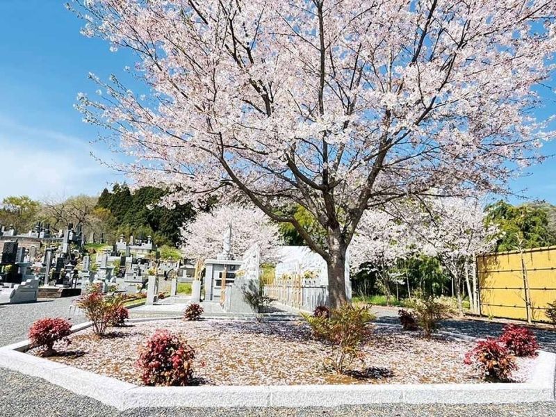 桜の木のもとで眠ることができます。