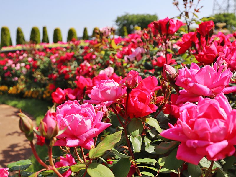 永代供養専用エリア『 四季庭』バラ参道